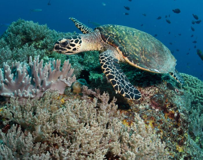 marine turtle swimming on a coral reef