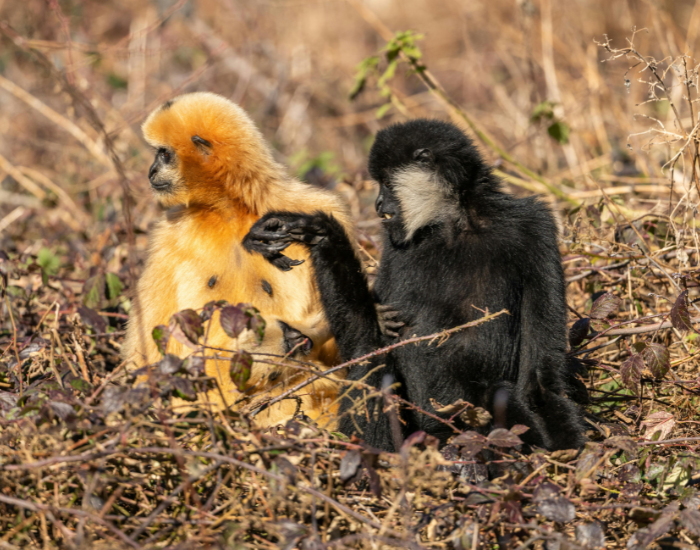 two-gibbons-sitting.webp two gibbons sitting on the ground