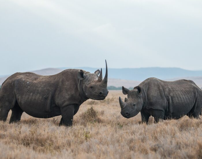 two black rhinos in the wild