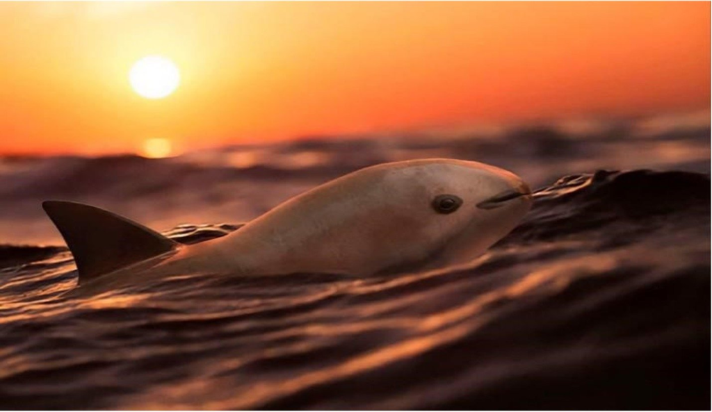 vaquita.webp vaquita swimming on the ocean's surface