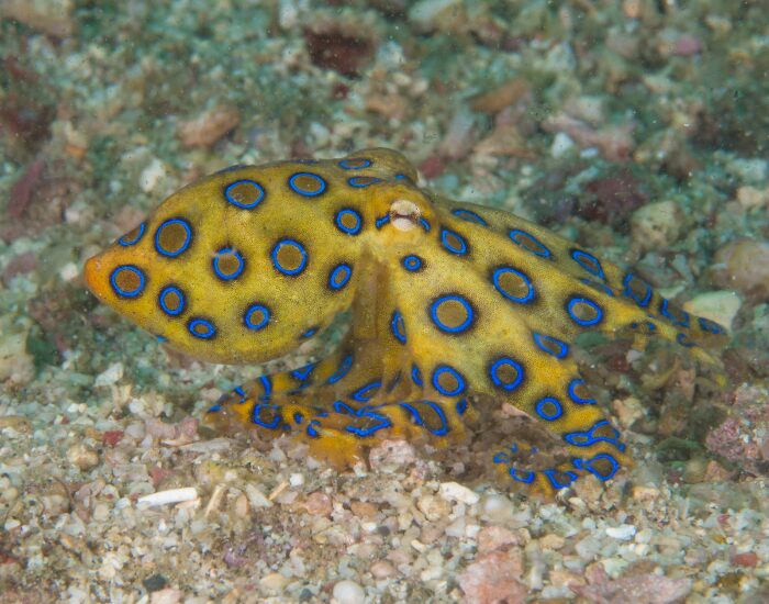 blue ringed octopus in the ocean swimming