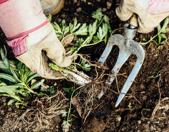 hands grabbing weeds from the gorund