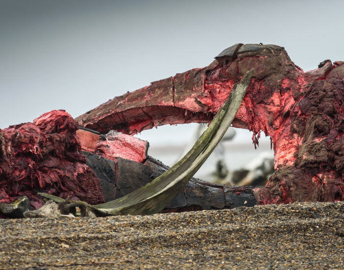 whale carcass carcass of a whale on a beach