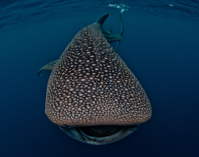 whale shark swimming