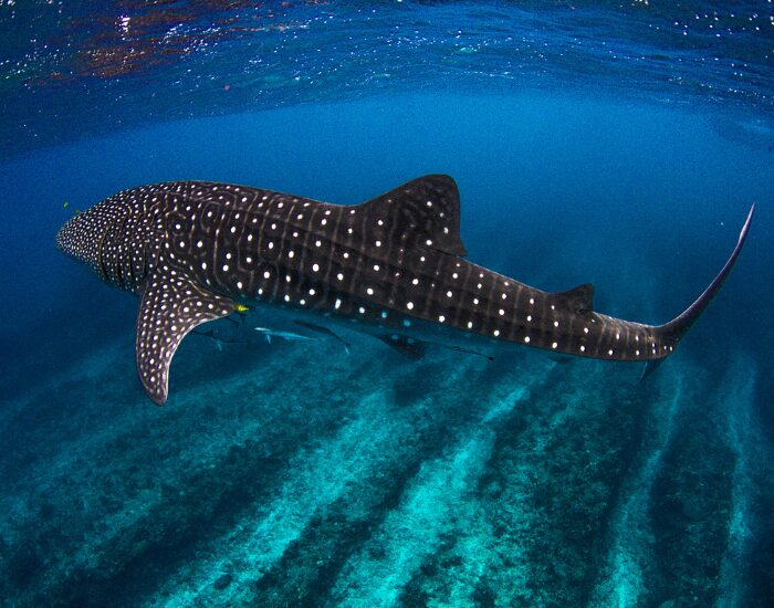whale shark swimming underwater