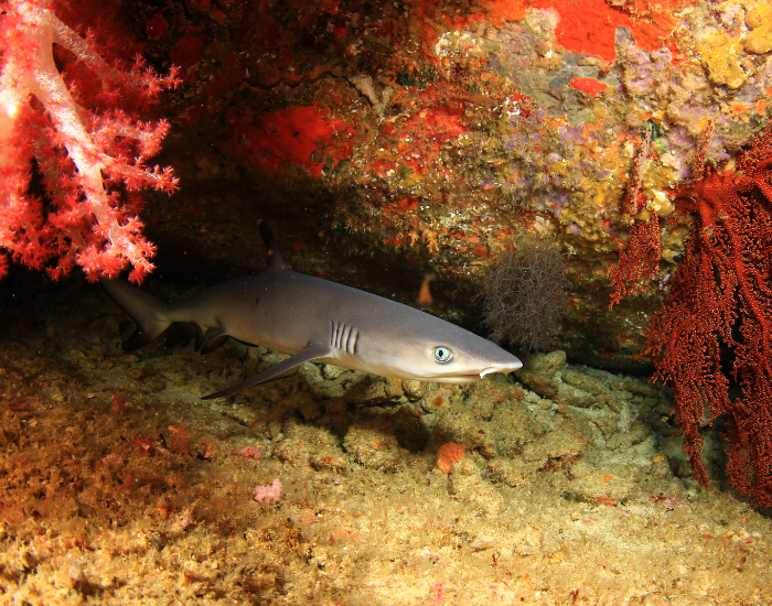 white-tip-reef-shark-coral.webp