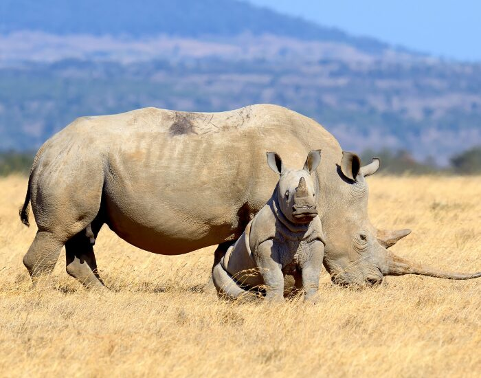 a baby white rhino and its mom in the wild