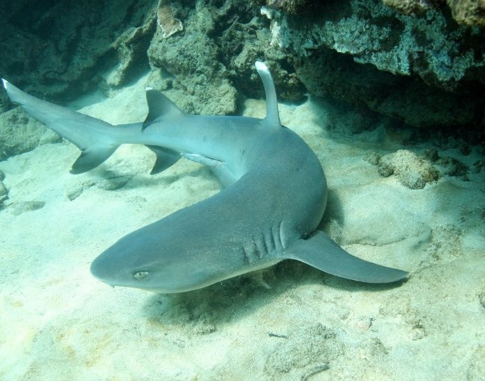 wht white tip reef shark White tip Shark swimming near the bottom