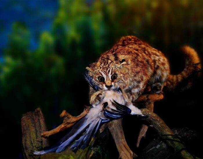 feral cat hunting a bird