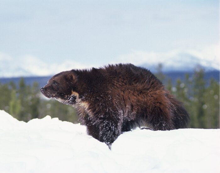 wolverine walking through snow
