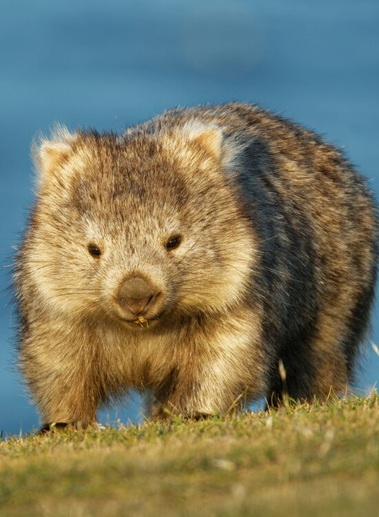 Getty Images close up of a wombat in australia