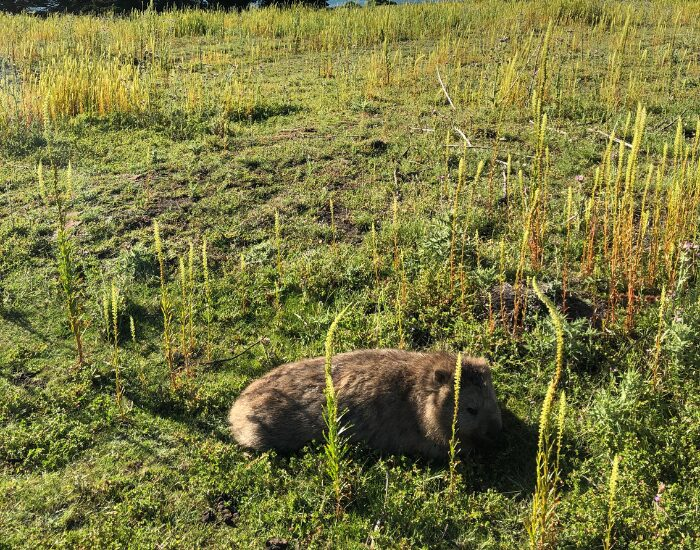 Yumi Yamao Wombat sleeping
