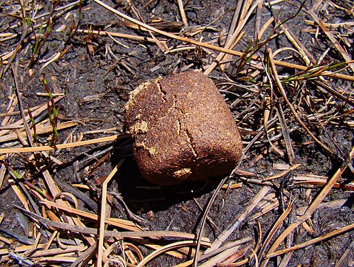 wombat poop wombat poop