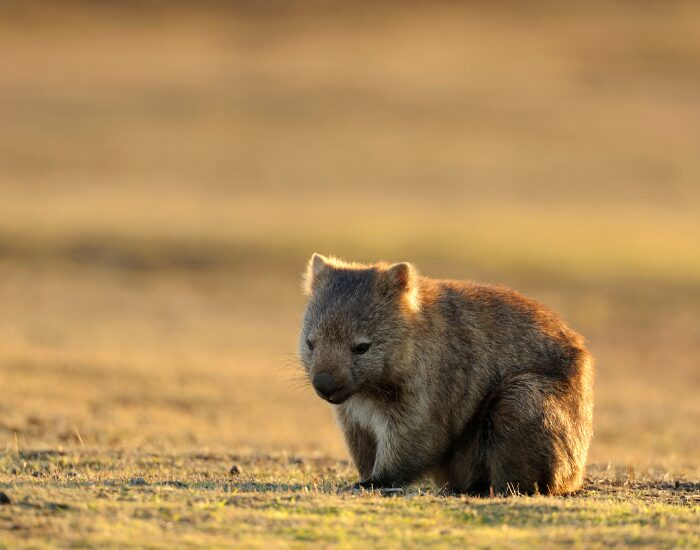 a wombat in a grass field