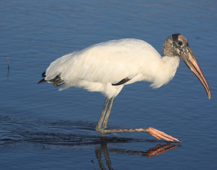  A wood stork walking on a river fishing