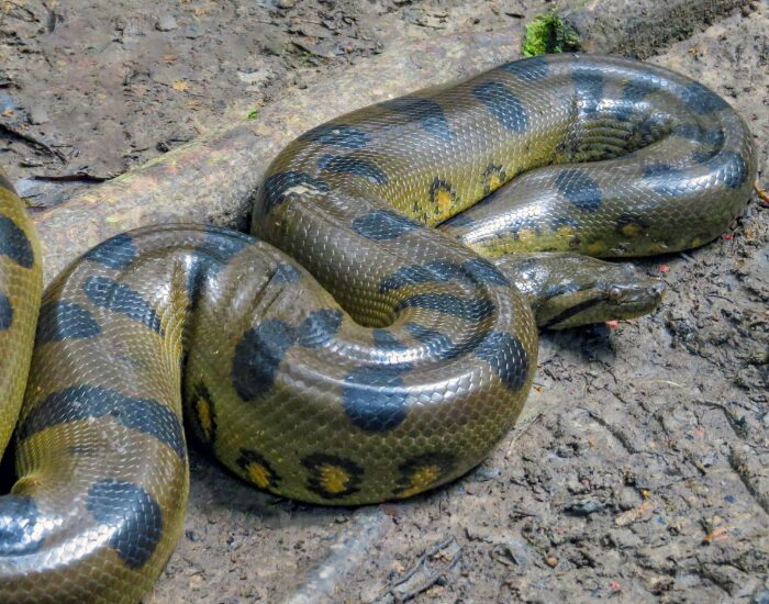  a yellow anaconda curle don the soil