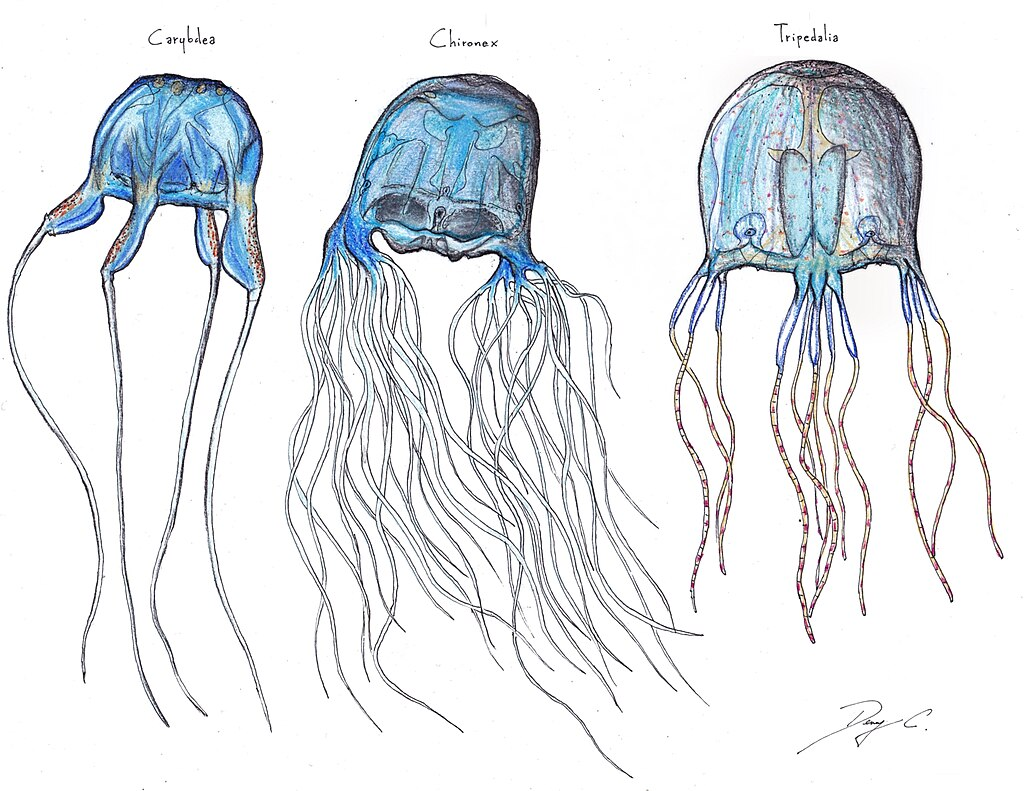 Cubozoa sheet by wikimedia commons