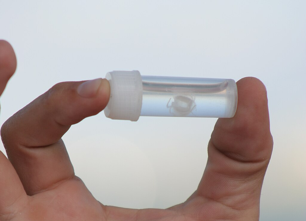 Irukandji-jellyfish on a small tube held by a hand