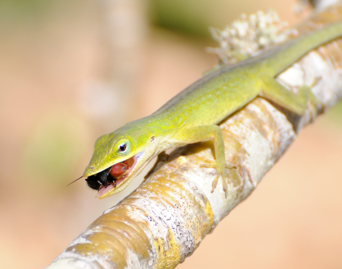 Green anole lizard eating an insect standing over a tree branch