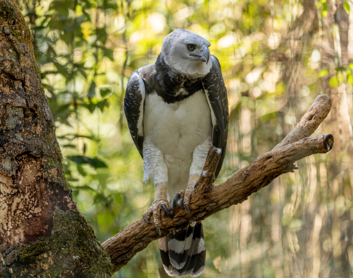 harpy eagle on tree log.webp harpy eagle on tree log in a zoo