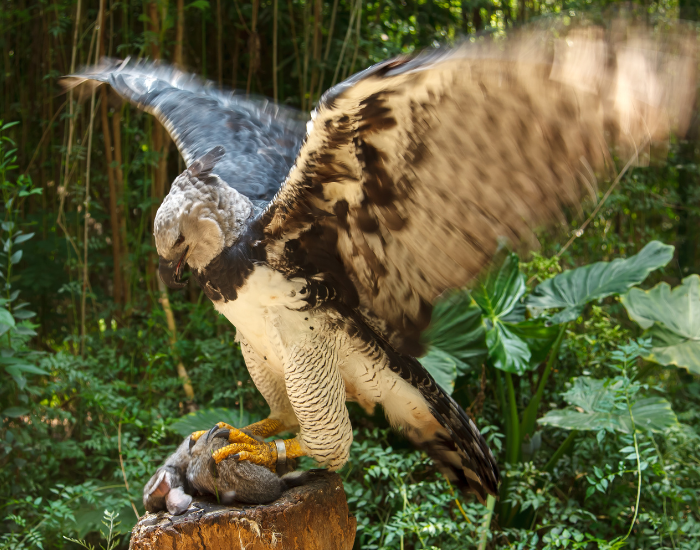harpy eagle eating.webp harpy eagle eating a dead animal with its wing wide open