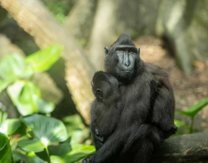 Celebes-Crested-Macaque-Macaca-nigra.webp Celebers crested macaque with its baby hugging her