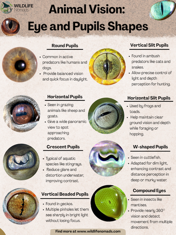 Animals-Sense-of-Sight-pupil-function.webp infographic explaining Animal Vision: Eye and Pupils Shapes