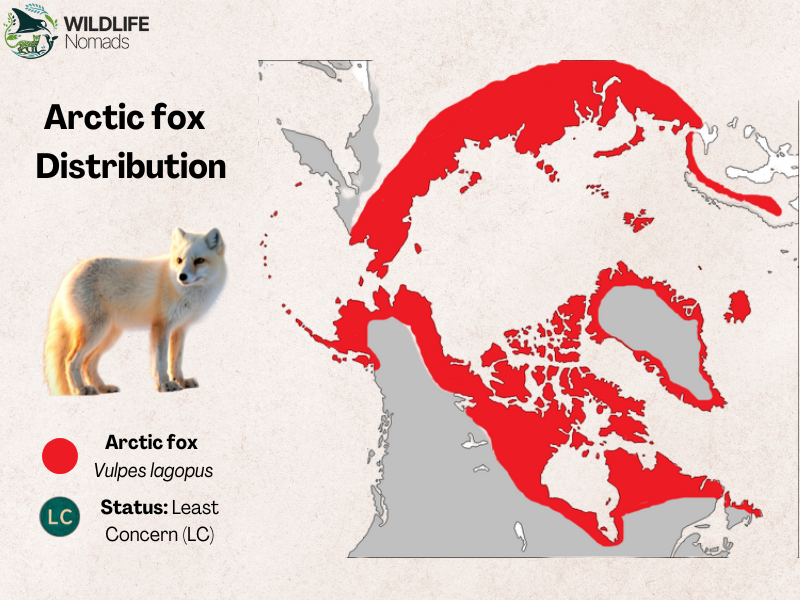 Arctic-fox-Distribution.webp