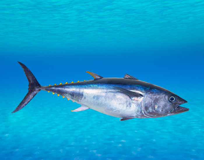blue fin tuna swimming underwater photo