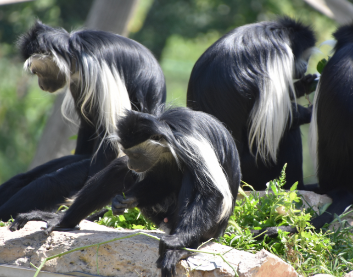 B communication lack-and-white colobus