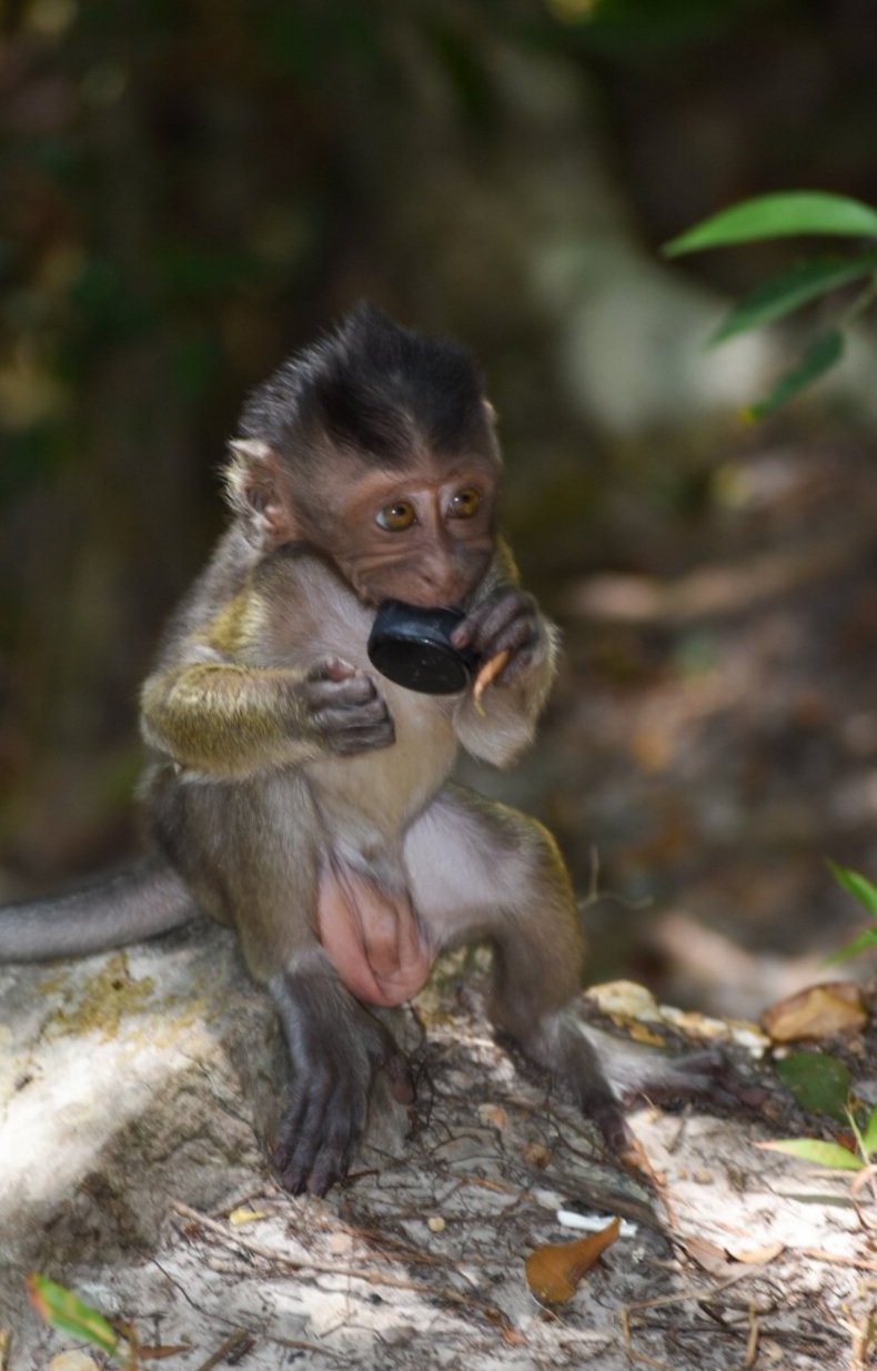 Baby monkey holding a plastic cap