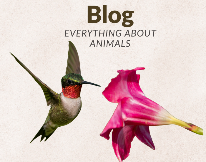 Wildlife Nomads blog