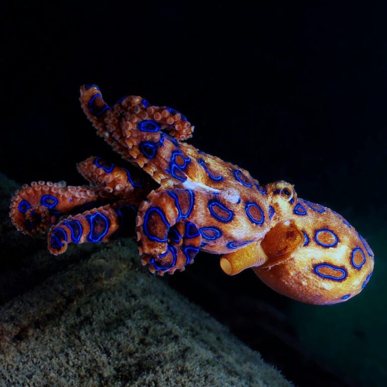 blue ringed+octopus