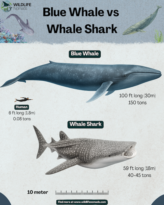 Blue Whale vs Whale Shark infographic
