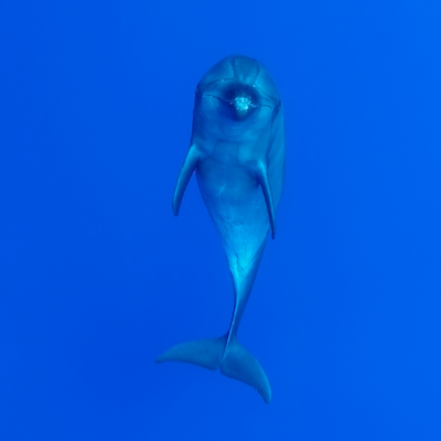 Bottlenose dolphin