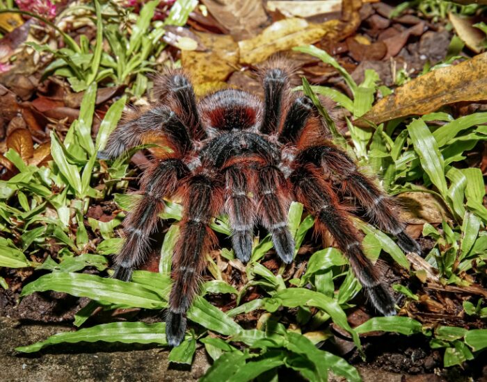 a close up of a Brazilian Salmon Pink Birdeater standing over grass