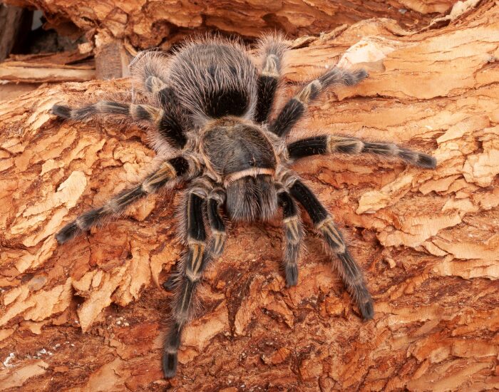 a close up of a Chaco Golden Knee over bark