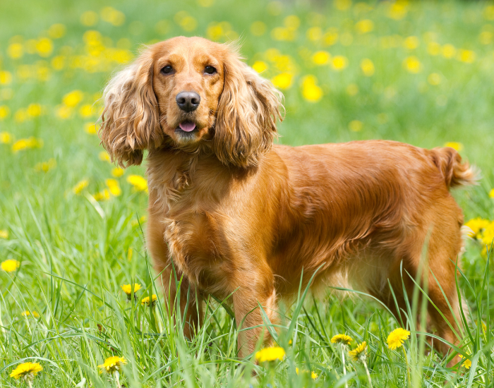 cocker spaniel dog on grass