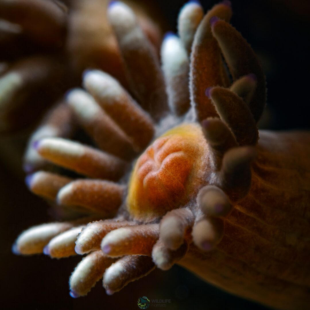 A close up of a Coral polyp