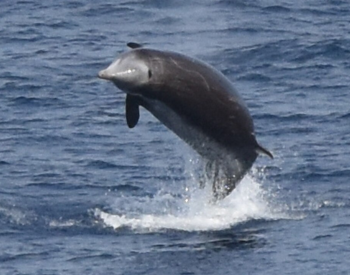 a Cuvier's Beaked Whale jumping in the ocean