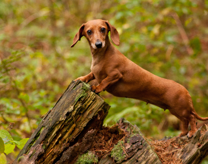 Dachshund on a forest standing over a fallen log
