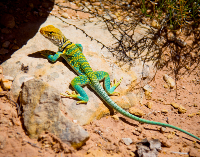 Eastern-Collared-Lizard.webp Eastern-Collared-Lizard in the desert