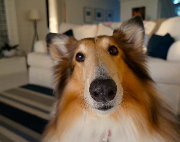 dog selfie inside a house