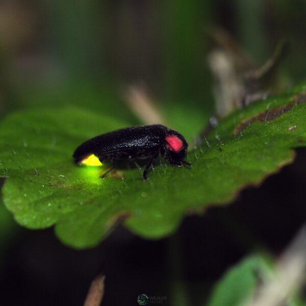 FireFly Standing Over a Leaf with its Light On