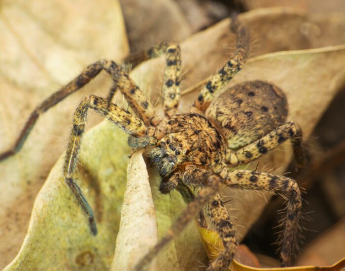 Giant Huntsman Spider on a leaf