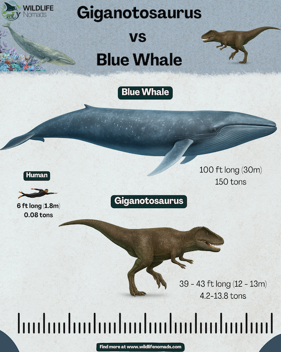Giganotosaurus-vs-Blue-Whale-infographic.webp a wildlife nomads infographic showing a size comparisson between Giganotosaurus and a current Blue Whale