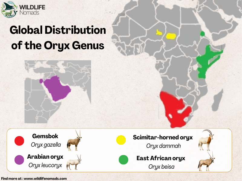 Global-Distribution-map-of-the-Oryx-Genus.webp Global Distribution of the Oryx Genus infographic