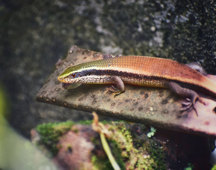 Ground Skink over a rock
