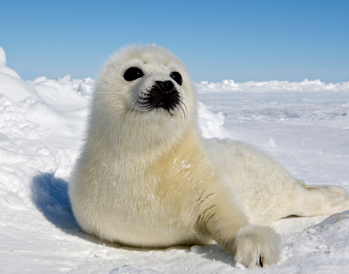 Harp Seals baby harp seal laying over ice