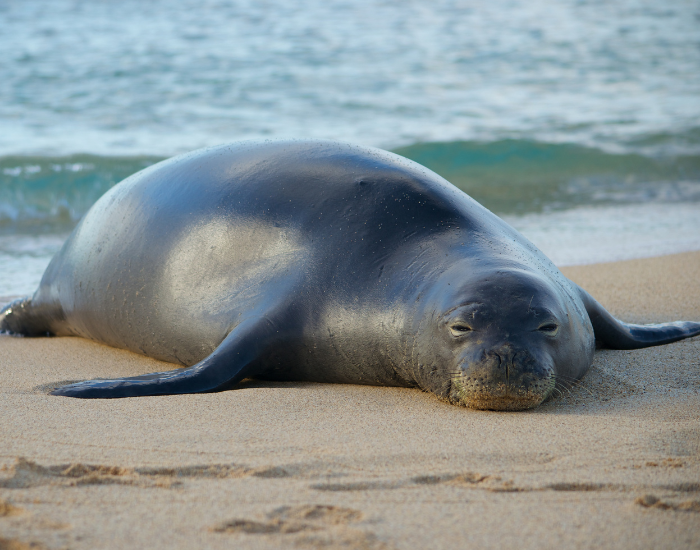 Hawaiian-Monk-Seals.webp Hawaiian Monk seal laying on the beach